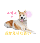 めるタンの日常スタンプ（個別スタンプ：21）