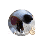 めるタンの日常スタンプ（個別スタンプ：28）