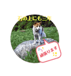 めるタンの日常スタンプ（個別スタンプ：33）