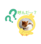 めるタンの日常スタンプ（個別スタンプ：34）