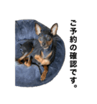 ミニピンそらっくりん(出勤Ver.)（個別スタンプ：1）