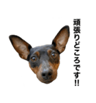 ミニピンそらっくりん(出勤Ver.)（個別スタンプ：2）