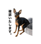 ミニピンそらっくりん(出勤Ver.)（個別スタンプ：3）