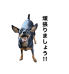 ミニピンそらっくりん(出勤Ver.)（個別スタンプ：4）