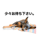 ミニピンそらっくりん(出勤Ver.)（個別スタンプ：5）