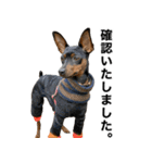 ミニピンそらっくりん(出勤Ver.)（個別スタンプ：10）