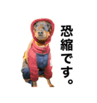 ミニピンそらっくりん(出勤Ver.)（個別スタンプ：11）