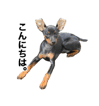 ミニピンそらっくりん(出勤Ver.)（個別スタンプ：14）