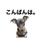 ミニピンそらっくりん(出勤Ver.)（個別スタンプ：15）
