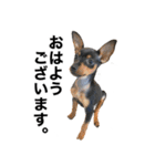 ミニピンそらっくりん(出勤Ver.)（個別スタンプ：16）