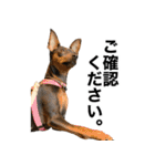 ミニピンそらっくりん(出勤Ver.)（個別スタンプ：17）