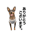 ミニピンそらっくりん(出勤Ver.)（個別スタンプ：22）
