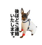 ミニピンそらっくりん(出勤Ver.)（個別スタンプ：23）