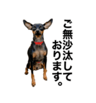 ミニピンそらっくりん(出勤Ver.)（個別スタンプ：25）