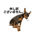 ミニピンそらっくりん(出勤Ver.)（個別スタンプ：26）