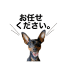 ミニピンそらっくりん(出勤Ver.)（個別スタンプ：29）