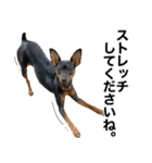 ミニピンそらっくりん(出勤Ver.)（個別スタンプ：30）