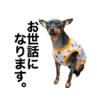 ミニピンそらっくりん(出勤Ver.)（個別スタンプ：32）