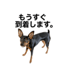ミニピンそらっくりん(出勤Ver.)（個別スタンプ：35）