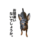 ミニピンそらっくりん(出勤Ver.)（個別スタンプ：36）