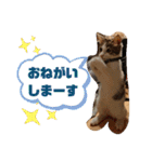 にゃんこ哲太の仲間たち（個別スタンプ：1）