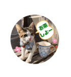 にゃんこ哲太の仲間たち（個別スタンプ：3）