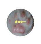 にゃんこ哲太の仲間たち（個別スタンプ：5）