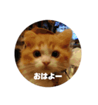 にゃんこ哲太の仲間たち（個別スタンプ：6）