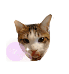 にゃんこ哲太の仲間たち（個別スタンプ：7）