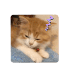にゃんこ哲太の仲間たち（個別スタンプ：8）