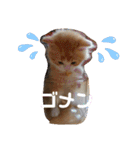にゃんこ哲太の仲間たち（個別スタンプ：9）