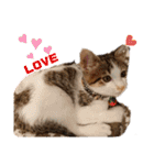 にゃんこ哲太の仲間たち（個別スタンプ：10）