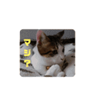 にゃんこ哲太の仲間たち（個別スタンプ：11）