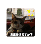 にゃんこ哲太の仲間たち（個別スタンプ：12）