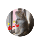 にゃんこ哲太の仲間たち（個別スタンプ：13）