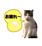 にゃんこ哲太の仲間たち（個別スタンプ：14）
