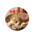 にゃんこ哲太の仲間たち（個別スタンプ：15）