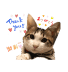 にゃんこ哲太の仲間たち（個別スタンプ：16）