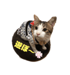 にゃんこ哲太の仲間たち（個別スタンプ：17）