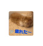 にゃんこ哲太の仲間たち（個別スタンプ：18）
