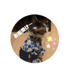 にゃんこ哲太の仲間たち（個別スタンプ：19）