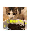 にゃんこ哲太の仲間たち（個別スタンプ：20）