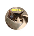 にゃんこ哲太の仲間たち（個別スタンプ：21）