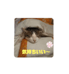 にゃんこ哲太の仲間たち（個別スタンプ：22）