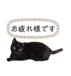 黒猫小太郎のお役立ちスタンプ（個別スタンプ：2）