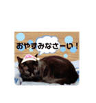 黒猫小太郎のお役立ちスタンプ（個別スタンプ：8）