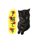 黒猫小太郎のお役立ちスタンプ（個別スタンプ：10）