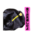 黒猫小太郎のお役立ちスタンプ（個別スタンプ：11）