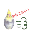 オカメインコの可愛いスタンプ(2)（個別スタンプ：1）