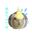 オカメインコの可愛いスタンプ(2)（個別スタンプ：2）
